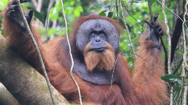 Populasi Orangutan Sumatera Merosot Hampir 20 Persen dalam Sebelas Tahun