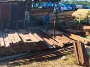 Sita 1.250 Batang Kayu, Kemenhut Ungkap Modus Pemalsuan Dokumen