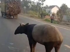 Tapir Muncul di Permukiman, Tanda Ekosistem Hutan Rusak