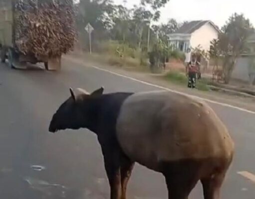 Tapir Muncul di Permukiman, Tanda Ekosistem Hutan Rusak