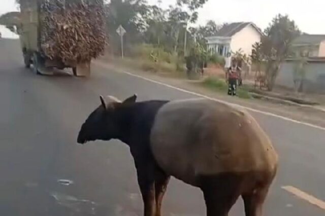 Tapir-Muncul-di-Permukiman-Tanda-Ekosistem-Hutan-Rusak