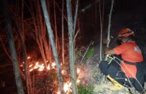 Tiga Daerah di Jawa Dilanda Karhutla, 8 Hektare Lahan Hangus