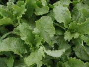 Wabah Parasit Cyclospora Meluas di AS, Terkait Selada Iceberg dari Meksiko