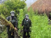 Langkah Tegas Demi Masa Depan Papua: 5.000 Batang Ganja Berhasil Diungkap Koops TNI Habema