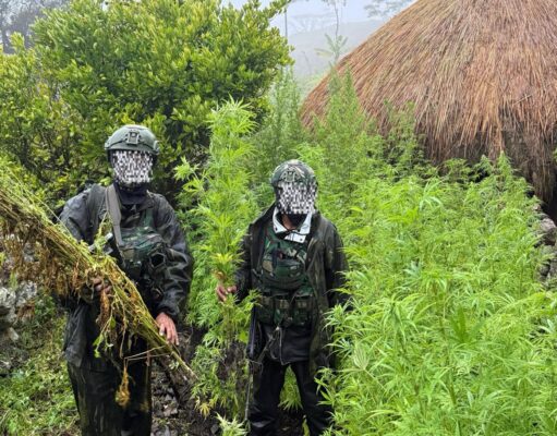 Langkah Tegas Demi Masa Depan Papua: 5.000 Batang Ganja Berhasil Diungkap Koops TNI Habema
