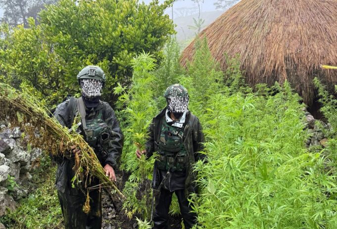 Langkah Tegas Demi Masa Depan Papua: 5.000 Batang Ganja Berhasil Diungkap Koops TNI Habema