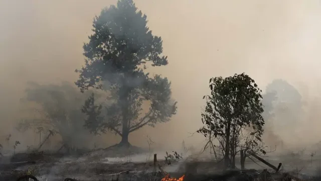 72-Tersangka-Ditetapkan-dalam-Kasus-Kebakaran-Hutan-di-Sumatera-dan-Kalimantan
