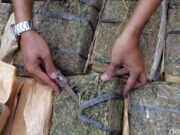 86 Kg Ganja Ditemukan di Bus Busana Klub Sao Paulo FC, Tim Tak Terlibat