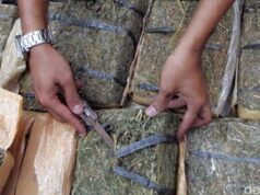 86 Kg Ganja Ditemukan di Bus Busana Klub Sao Paulo FC, Tim Tak Terlibat