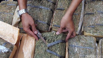 86-Kg-Ganja-Ditemukan-di-Bus-Busana-Klub-Sao-Paulo-FC-Tim-Tak-Terlibat