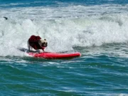 Anjing Berselancar Raih Juara di Kejuaraan Tahunan California