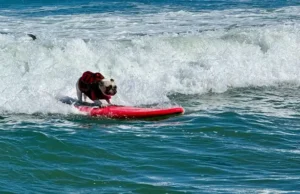Anjing Berselancar Raih Juara di Kejuaraan Tahunan California