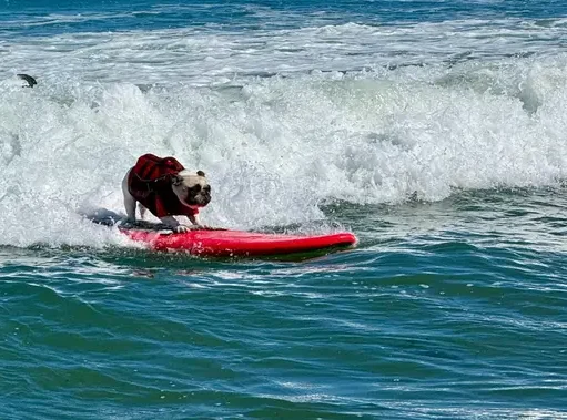 Anjing Berselancar Raih Juara di Kejuaraan Tahunan California