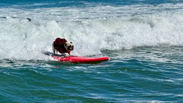 Anjing-Berselancar-Raih-Juara-di-Kejuaraan-Tahunan-California