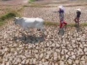 El Nino Perparah Kekeringan Sawah di Jonggol, Gagal Panen Meluas