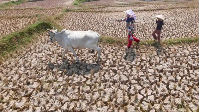 El-Nino-Perparah-Kekeringan-Sawah-di-Jonggol-Gagal-Panen-Meluas