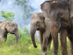 Hari Gajah Sedunia: Ancaman Punah dan Upaya Penyelamatan Populasi
