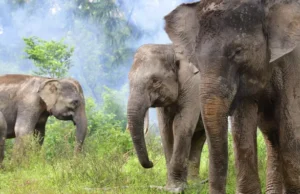 Hari Gajah Sedunia: Ancaman Punah dan Upaya Penyelamatan Populasi