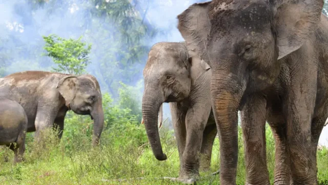 Hari-Gajah-Sedunia-Ancaman-Punah-dan-Upaya-Penyelamatan-Populasi