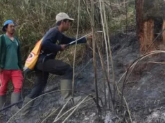 Hutan Ranu Kembang Terbakar, Pendakian Gunung Semeru Ditutup Total