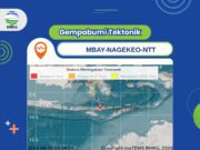 Gempa M7,7 Guncang Mbay Nagekeo, BMKG Deteksi Tsunami di Sejumlah Wilayah
