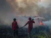 Kebakaran Hutan Berulang Ancam Ekosistem dan Iklim Global