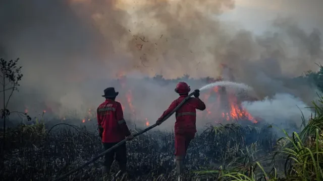 Kebakaran-Hutan-Berulang-Ancam-Ekosistem-dan-Iklim-Global