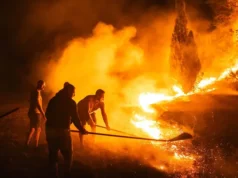 Kebakaran Hutan Melanda Serbia di Tengah Gelombang Panas Eropa