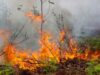 Kebakaran di Taman Nasional Way Kambas Berhasil Dipadamkan