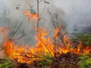 Kebakaran di Taman Nasional Way Kambas Berhasil Dipadamkan