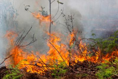 Kebakaran-di-Taman-Nasional-Way-Kambas-Berhasil-Dipadamkan