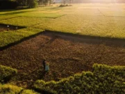 Lebih dari 1.200 Hektare Padi di Aceh Besar Gagal Panen Akibat Kekeringan
