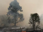 Pneumonia Melonjak di Pontianak, Kabut Asap Jadi Penyebab Utama