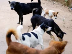 Serangan Anjing Tewaskan Pengelola Tempat Penitipan di Hong Kong