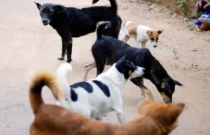 Serangan Anjing Tewaskan Pengelola Tempat Penitipan di Hong Kong