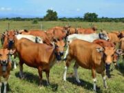 Populasi Ternak Besar Kabupaten Sumbawa Lebih 300 Ribu Ekor