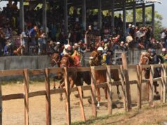Bupati Sumbawa Hadiri Penutupan Pacuan Kuda Tradisional Bupati Cup 2026