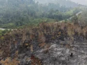 27 Ribu Hektare Hutan Terbakar, 50 Perusahaan Disegel