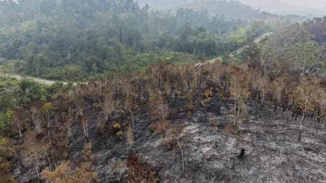 27-Ribu-Hektare-Hutan-Terbakar-50-Perusahaan-Disegel