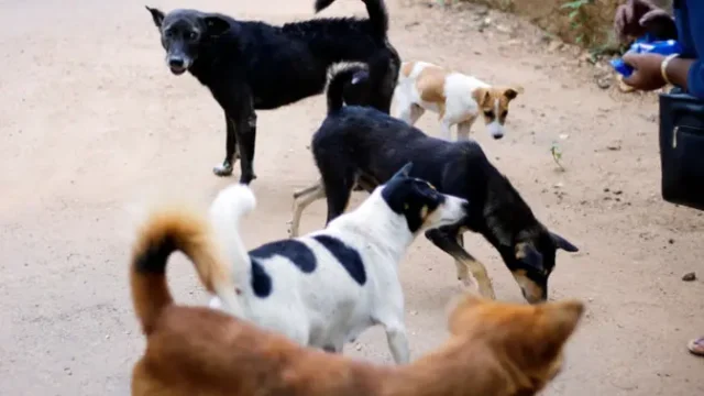 Anjing-di-China-Mulai-Diperlakukan-dengan-Pengobatan-Tradisional