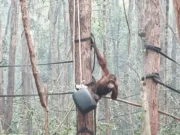 Asap Karhutla Kalimantan Bikin 21 Orangutan Terjangkit ISPA