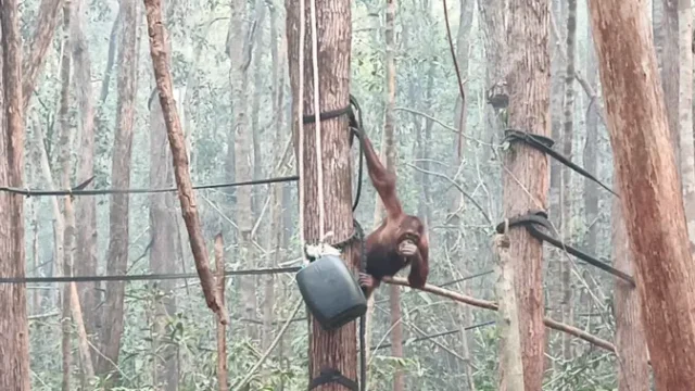 Asap-Karhutla-Kalimantan-Bikin-21-Orangutan-Terjangkit-ISPA