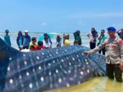 Hiu Paus 9 Meter Mati Terdampar di Wakatobi, Evakuasi Tunda hingga Pasang