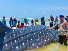 Hiu Paus 9 Meter Mati Terdampar di Wakatobi, Evakuasi Tunda hingga Pasang