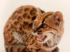 Ilmuwan Temukan Kucing Liar Baru di Bolivia, Pertama dalam 100 Tahun