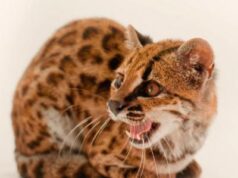 Ilmuwan Temukan Kucing Liar Baru di Bolivia, Pertama dalam 100 Tahun