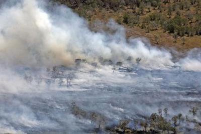 Kawasan IKN Terbakar, 458 Hektare Lahan Hangus