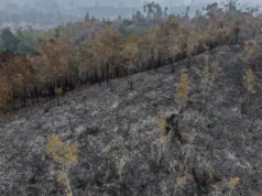 Kebakaran Hutan Meluas di Kalimantan Barat, Asap Menyebar ke Malaysia