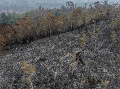 Kebakaran Hutan Meluas di Kalimantan Barat, Asap Menyebar ke Malaysia