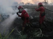 Kebakaran Hutan Meluas di Kalimantan dan Sumatera, BNPB Gerakkan Ribuan Personel